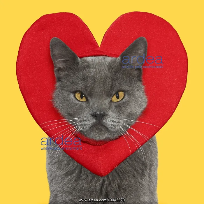 : Chartreux Cat, looking unhappy, grumpy, wearing : Chartreux Cat, looking unhappy, grumpy, wearing