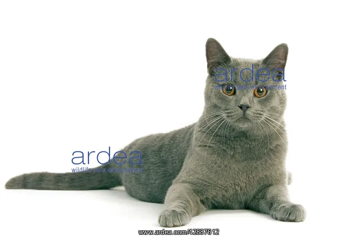  : Chartreux Cat - Lying down