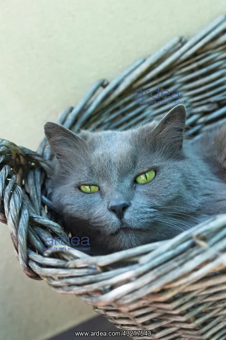 : Chartreux cat resting in a basket on a garden terrace : Chartreux cat resting in a basket on a garden terrace