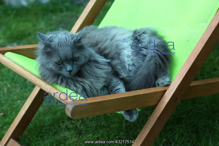 : Chartreux cat resting on deckchair in a garden : Chartreux cat resting on deckchair in a garden