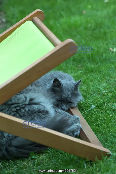 : Chartreux cat resting under a deckchair in a garden : Chartreux cat resting under a deckchair in a garden