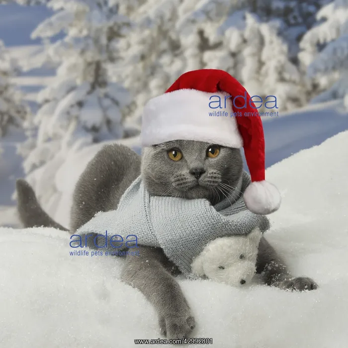 : Chartreux cat wearing Christmas hat and scarf : Chartreux cat wearing Christmas hat and scarf
