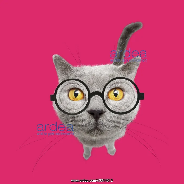 : Chartreux Cat wearing glasses : Chartreux Cat wearing glasses