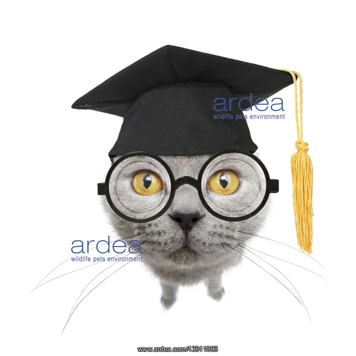 : Chartreux Cat wearing glasses and Mortar board : Chartreux Cat wearing glasses and Mortar board