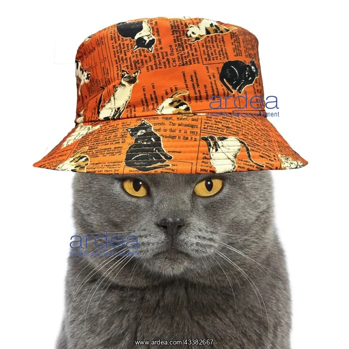 : Chartreux Cat wearing an orange floppy cat hat : Chartreux Cat wearing an orange floppy cat hat