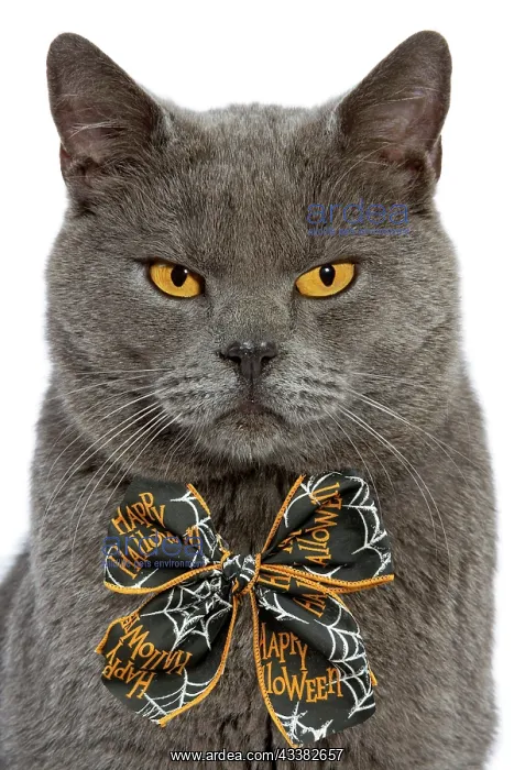 : Chartreux Cat wearing an orange Halloween bow tie : Chartreux Cat wearing an orange Halloween bow tie