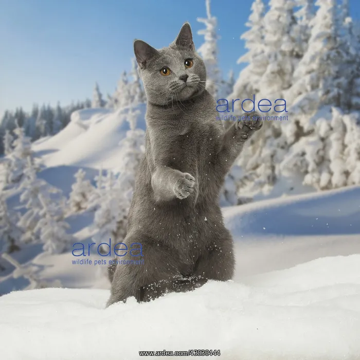  : Chartreux cat in winter snow