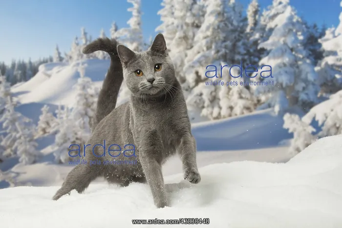  : Chartreux cat in winter snow