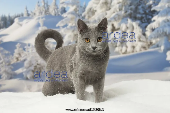  : Chartreux cat in winter snow
