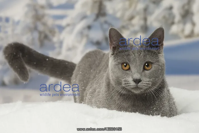  : Chartreux cat in winter snow