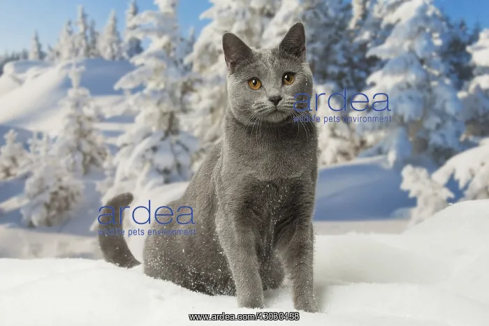  : Chartreux cat in winter snow