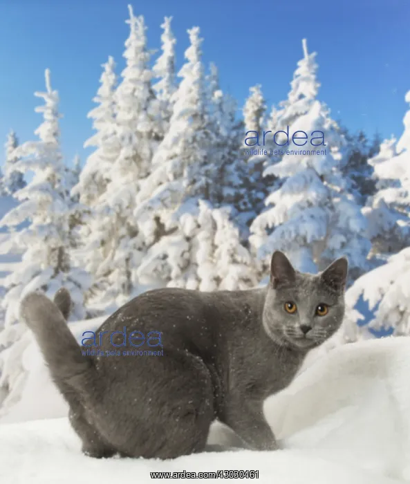  : Chartreux cat in winter snow