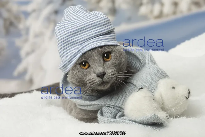  : Chartreux cat in winter snow