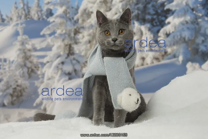  : Chartreux cat in winter snow