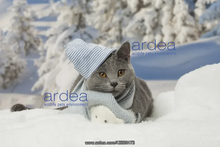  : Chartreux cat in winter snow