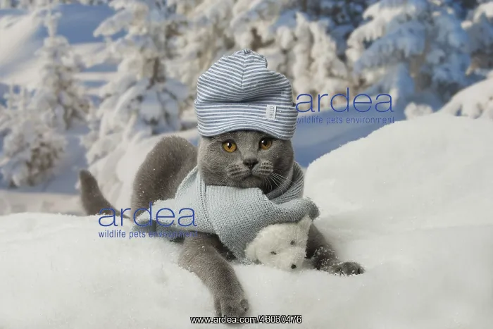  : Chartreux cat in winter snow