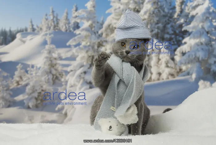  : Chartreux cat in winter snow