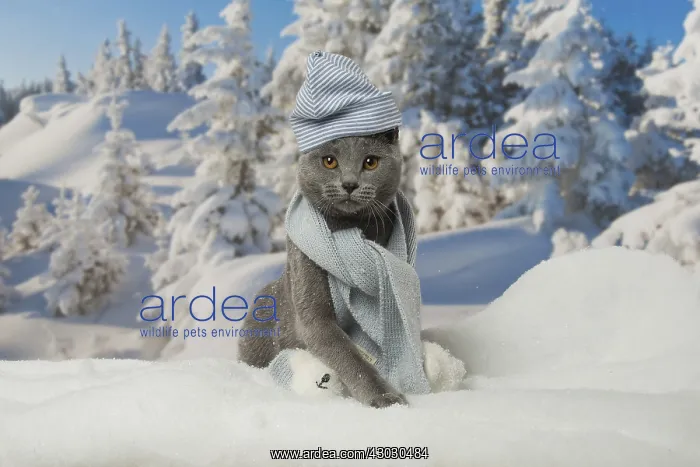  : Chartreux cat in winter snow