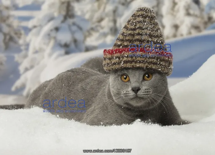  : Chartreux cat in winter snow