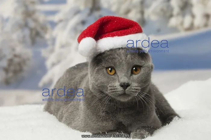  : Chartreux cat in winter snow