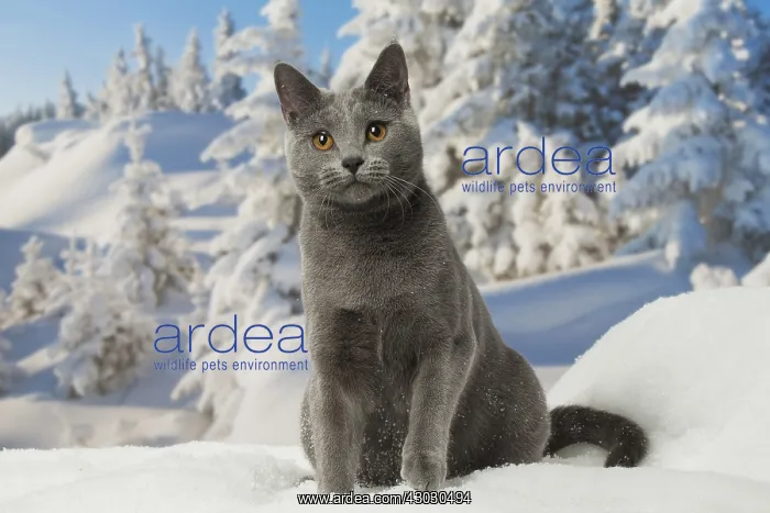  : Chartreux cat in winter snow