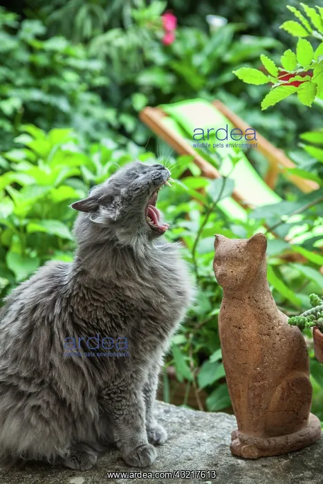 : Chartreux cat yawning on a garden terrace : Chartreux cat yawning on a garden terrace