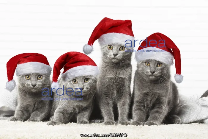  : Chartreux Cats wearing Christmas hats