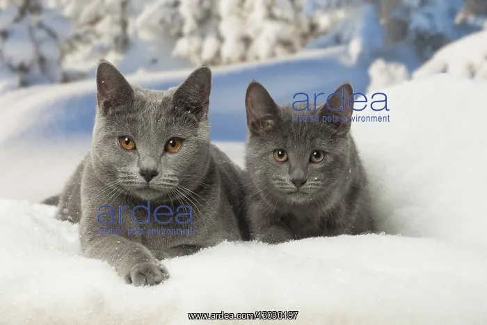  : Chartreux cats in winter snow