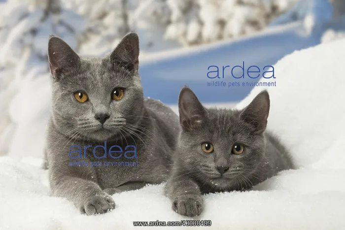  : Chartreux cats in winter snow