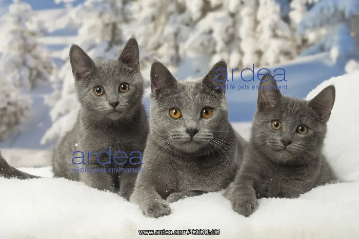  : Chartreux cats in winter snow
