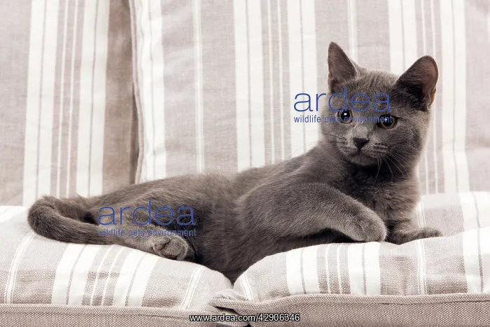  : Chartreux Kitten