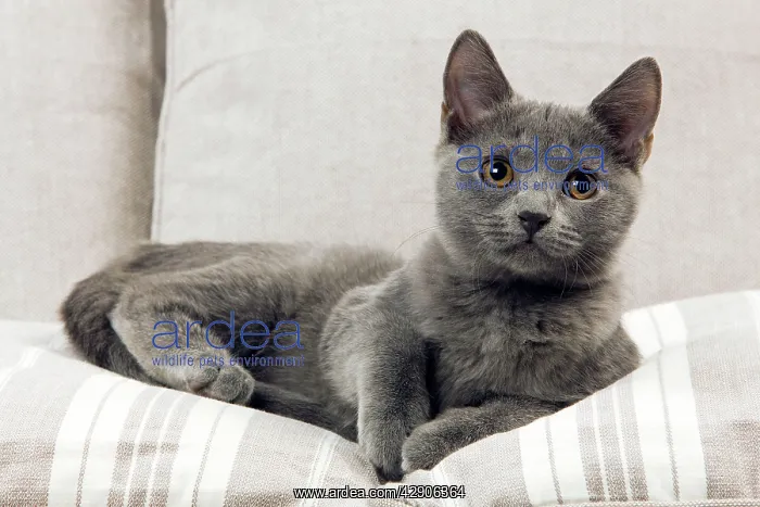 : Chartreux Kitten : Chartreux Kitten