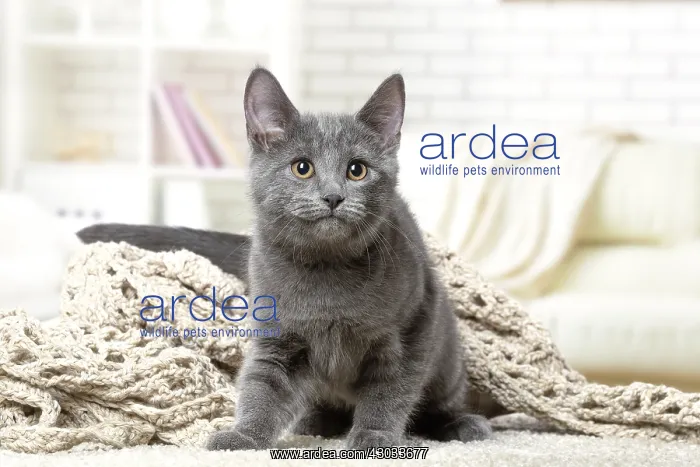  : Chartreux kitten indoors