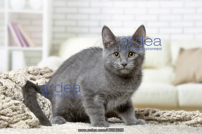  : Chartreux kitten indoors