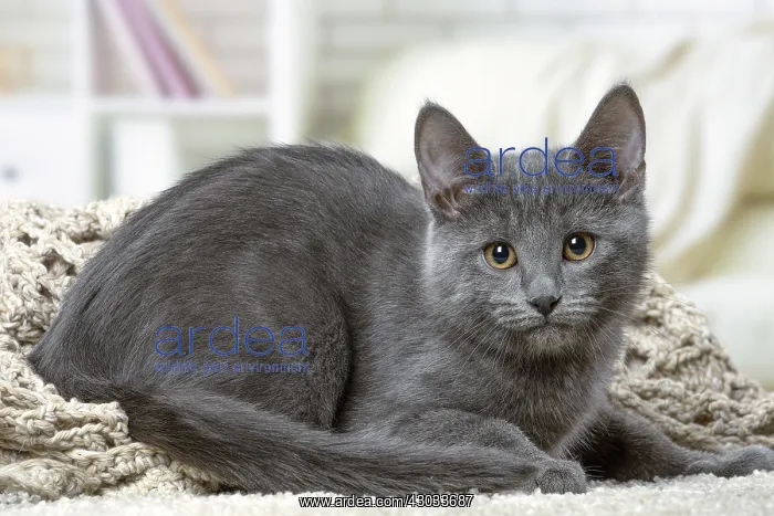  : Chartreux kitten indoors