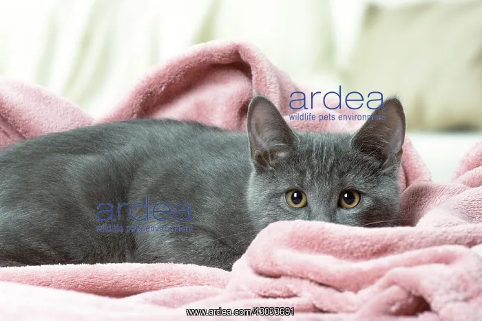  : Chartreux kitten indoors