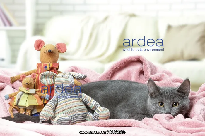  : Chartreux kitten indoors