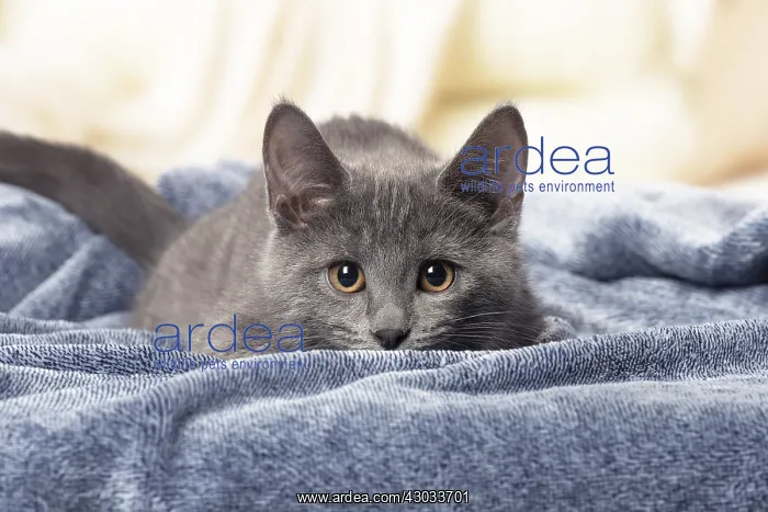  : Chartreux kitten indoors