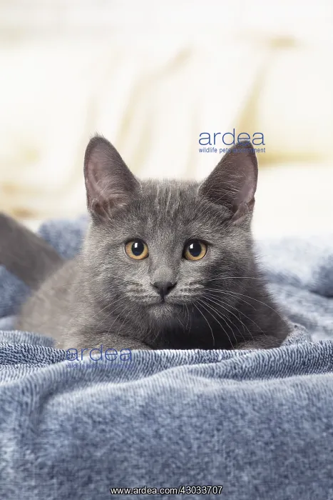  : Chartreux kitten indoors