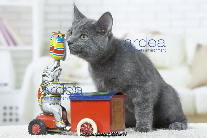  : Chartreux kitten indoors