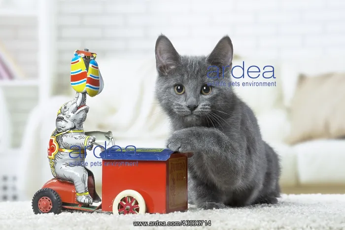  : Chartreux kitten indoors