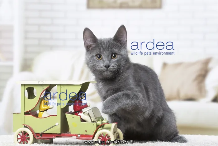  : Chartreux kitten indoors