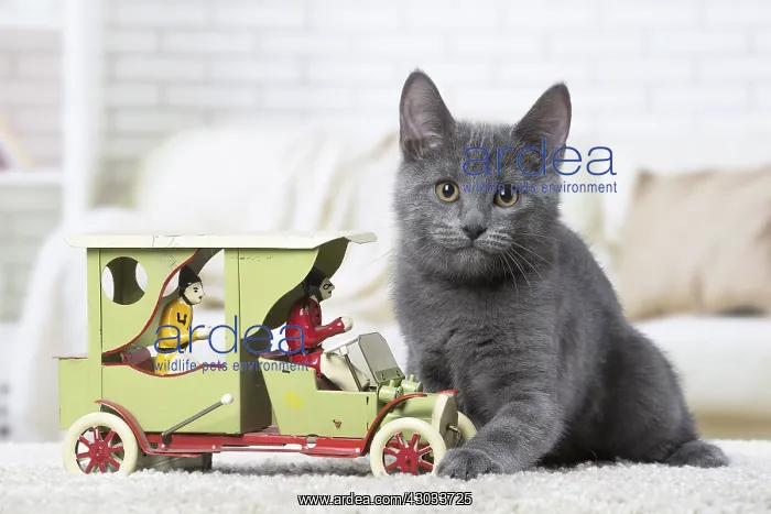  : Chartreux kitten indoors