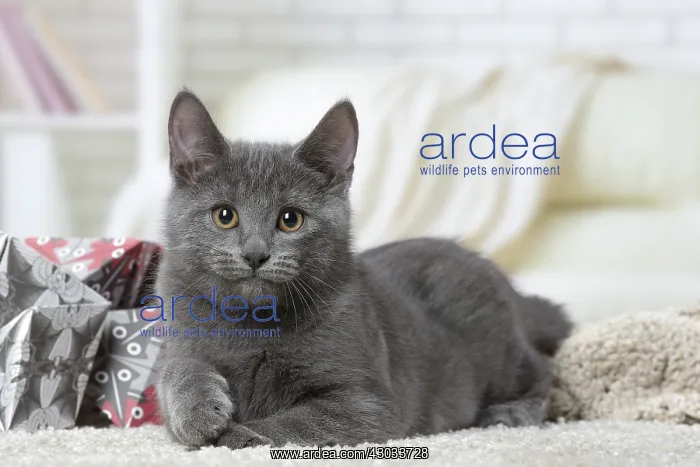  : Chartreux kitten indoors