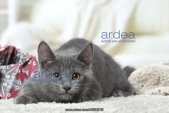  : Chartreux kitten indoors