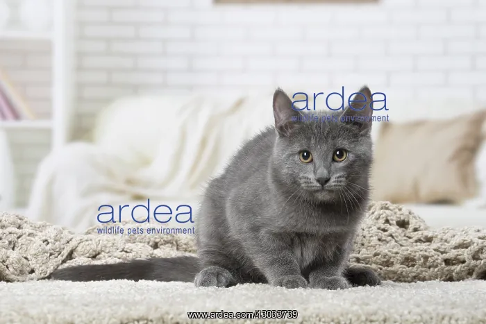  : Chartreux kitten indoors