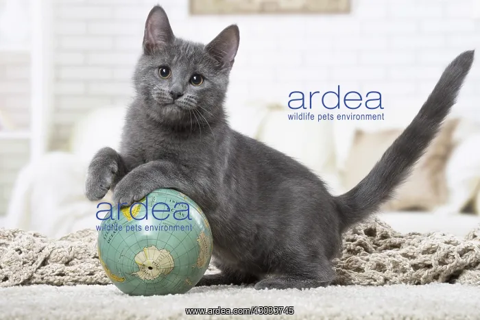  : Chartreux kitten indoors
