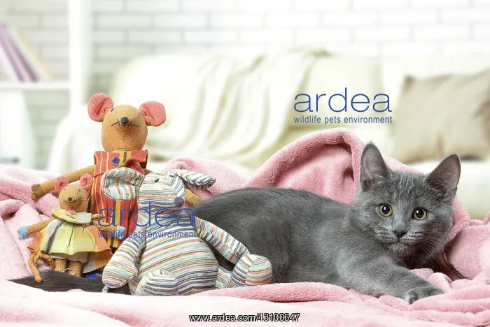  : Chartreux kitten indoors