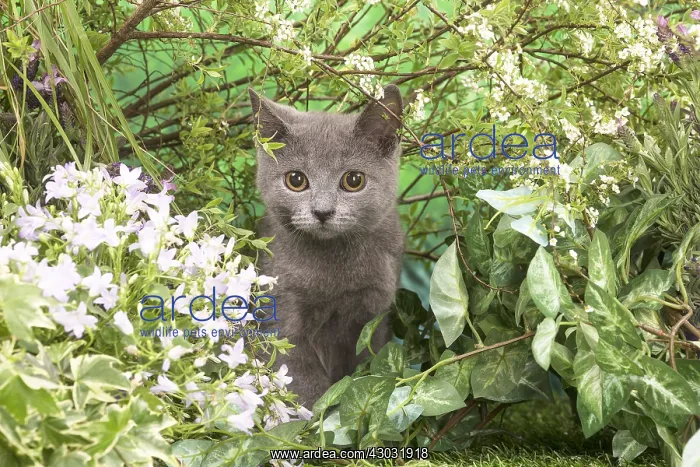  : Chartreux kitten outside in the garden