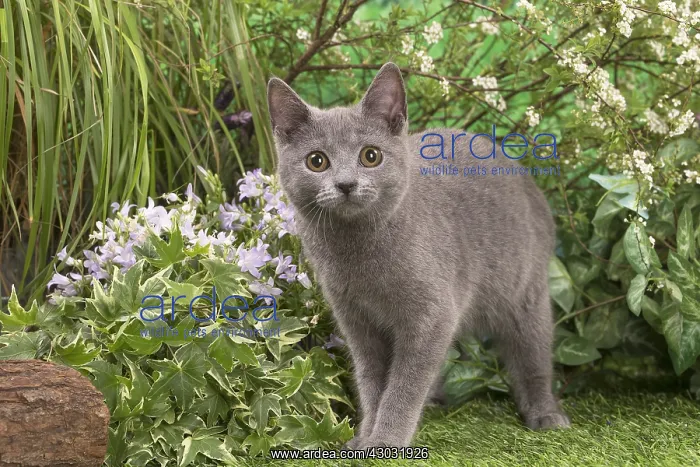  : Chartreux kitten outside in the garden